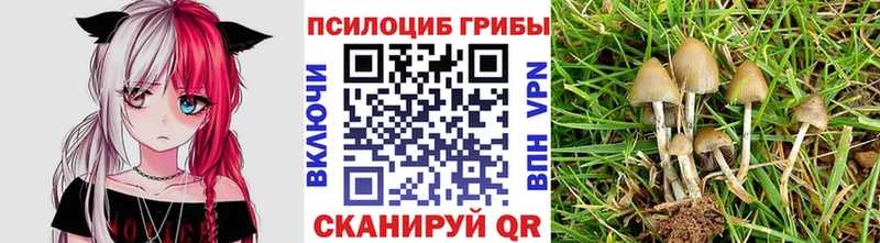 Псилоцибиновые грибы Psilocybine cubensis  Баксан 